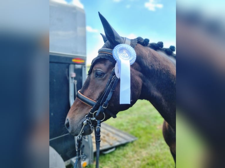 Warmblood danés Caballo castrado 5 años 167 cm Castaño oscuro in Herborn