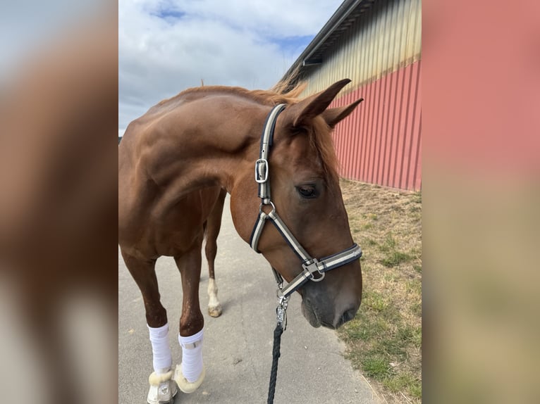 Warmblood danés Caballo castrado 5 años 170 cm Alazán in Geisenheim
