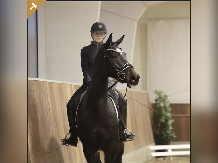 Warmblood danés Caballo castrado 5 años 171 cm Castaño in Asperup