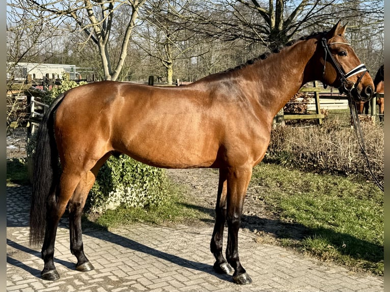 Warmblood danés Caballo castrado 5 años 172 cm Castaño in Münster