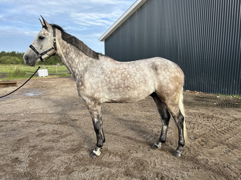 Warmblood danés Caballo castrado 5 años 172 cm Tordo in Aalborg