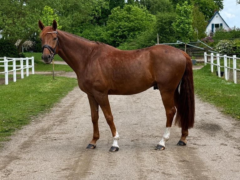 Warmblood danés Caballo castrado 5 años 176 cm Alazán-tostado in Schmilau