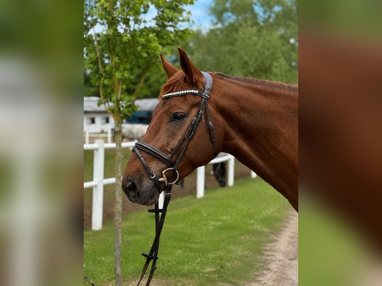 Warmblood danés Caballo castrado 5 años 176 cm Alazán-tostado in Schmilau