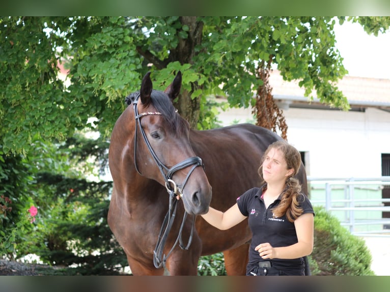 Warmblood danés Caballo castrado 5 años 182 cm Castaño oscuro in Erftstadt