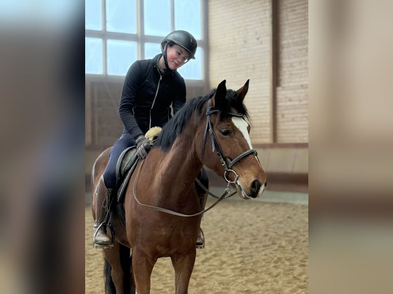 Warmblood danés Caballo castrado 6 años 155 cm Castaño in Achstetten