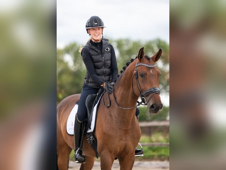 Warmblood danés Caballo castrado 6 años 170 cm Castaño in Nieuw-Vennep
