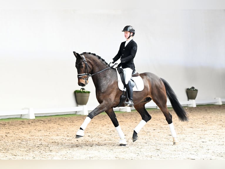 Warmblood danés Caballo castrado 6 años 172 cm Castaño in Lüdinghausen