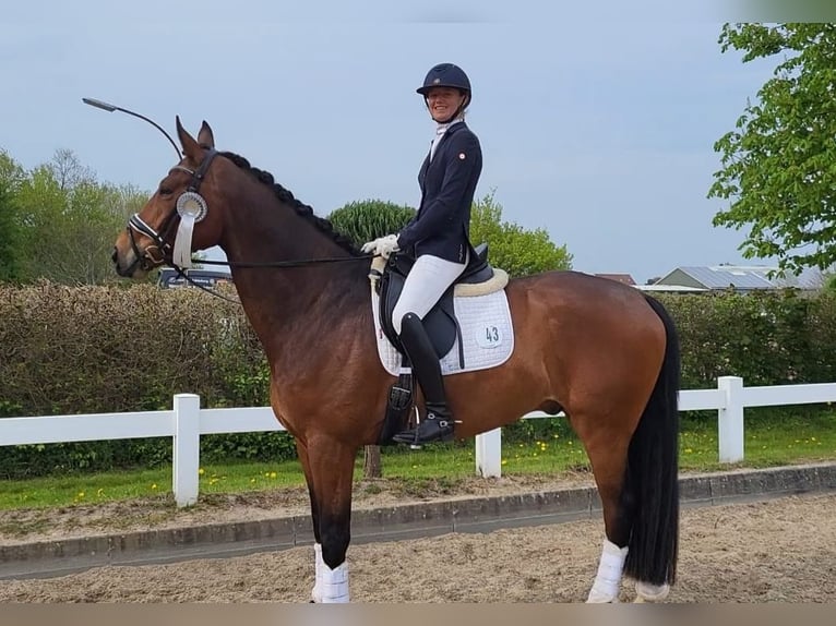 Warmblood danés Caballo castrado 6 años 172 cm Castaño in Mohrkirch