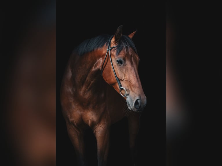 Warmblood danés Caballo castrado 6 años 174 cm Castaño in R&#xF8;dding