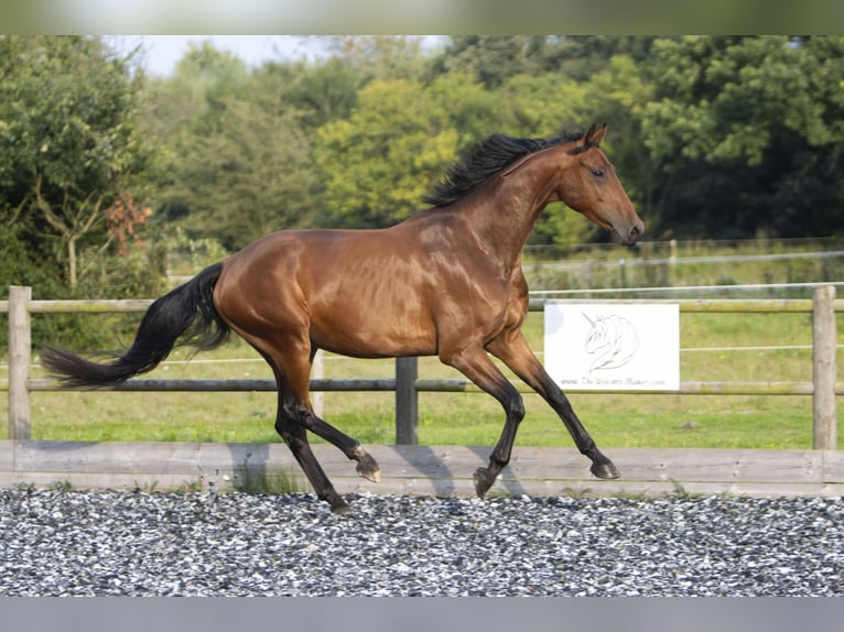 Warmblood danés Caballo castrado 6 años 175 cm Castaño in Middelfart