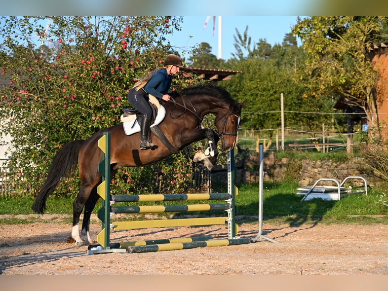Warmblood danés Caballo castrado 6 años 176 cm Castaño in W&#xFC;rzburg