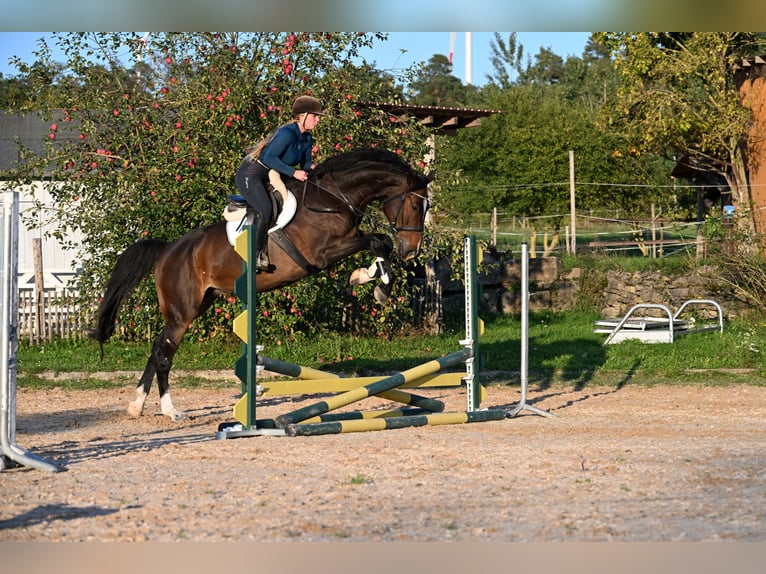 Warmblood danés Caballo castrado 6 años 176 cm Castaño in W&#xFC;rzburg