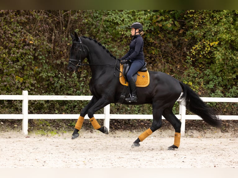 Warmblood danés Caballo castrado 6 años 185 cm Negro in Blanden