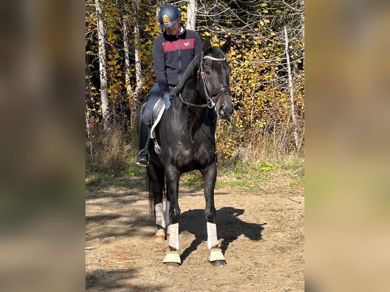 Warmblood danés Caballo castrado 6 años in Ottawa