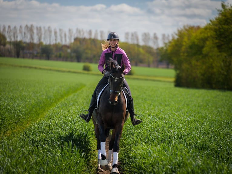 Warmblood danés Caballo castrado 7 años 170 cm Castaño in Aars