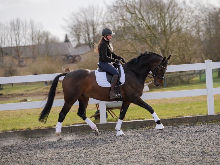 Warmblood danés Caballo castrado 7 años 170 cm Castaño in Aars