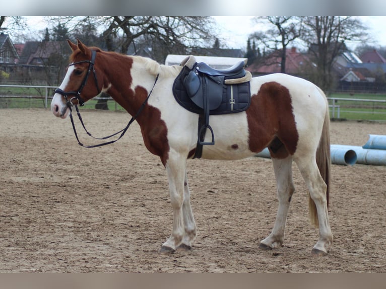 Warmblood danés Mestizo Caballo castrado 8 años 162 cm Pío in Niederlangen