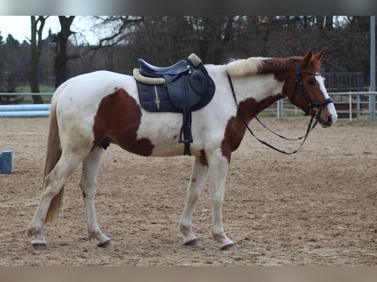 Warmblood danés Mestizo Caballo castrado 8 años 162 cm Pío in Niederlangen