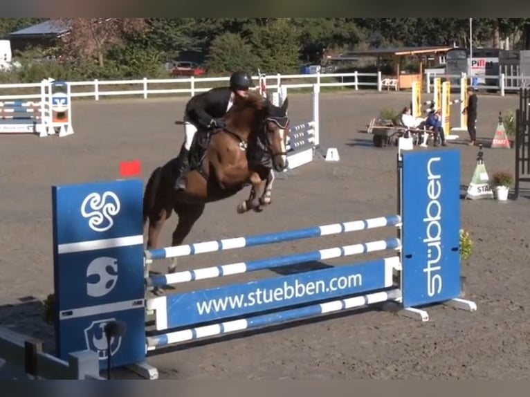 Warmblood danés Caballo castrado 8 años 165 cm Alazán in Süderlügum