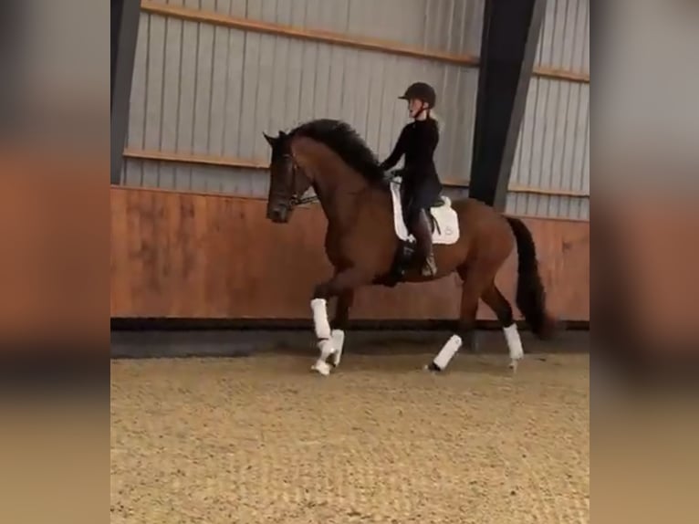 Warmblood danés Mestizo Caballo castrado 8 años 170 cm Castaño in Str&#xF8;by