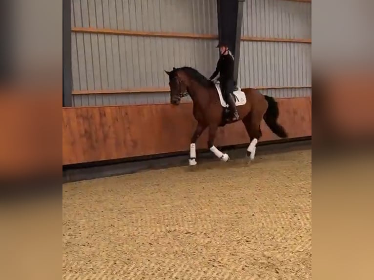 Warmblood danés Mestizo Caballo castrado 8 años 170 cm Castaño in Str&#xF8;by
