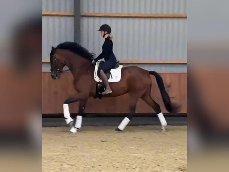 Warmblood danés Mestizo Caballo castrado 8 años 170 cm Castaño in Str&#xF8;by