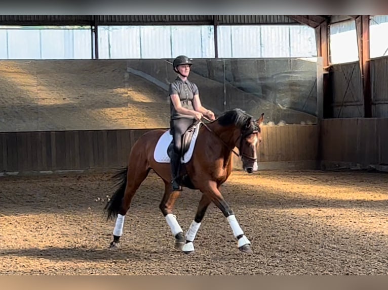 Warmblood danés Caballo castrado 8 años 172 cm Castaño rojizo in Nørre Aaby