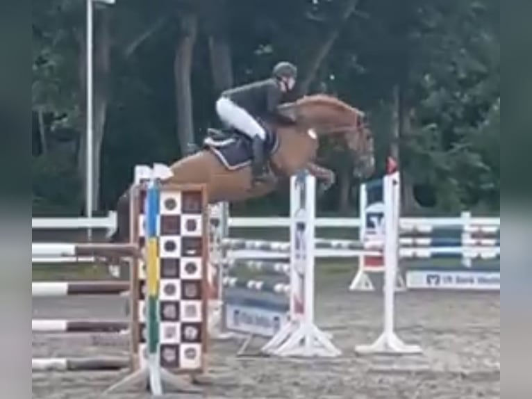 Warmblood danés Caballo castrado 9 años 165 cm Alazán in Süderlügum