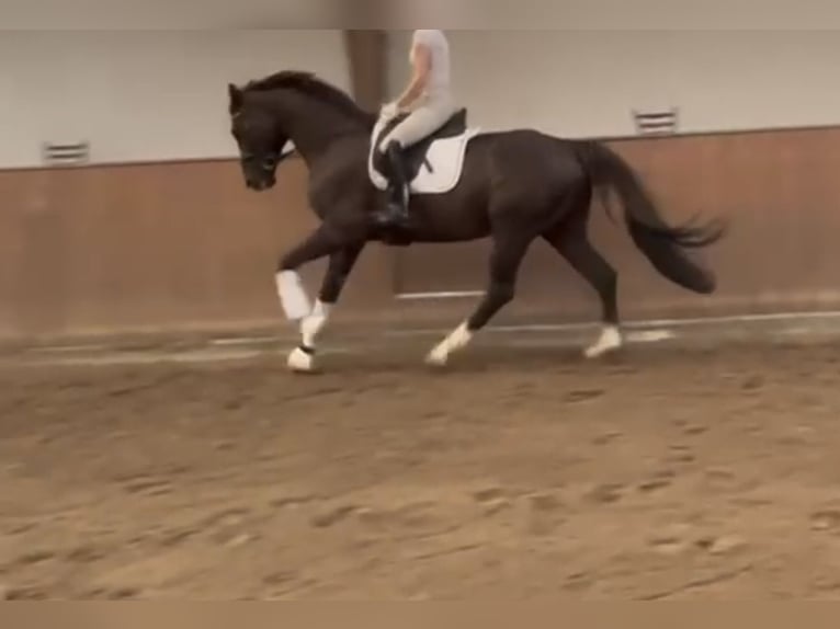 Warmblood danés Caballo castrado 9 años 167 cm Negro in Norderstedt