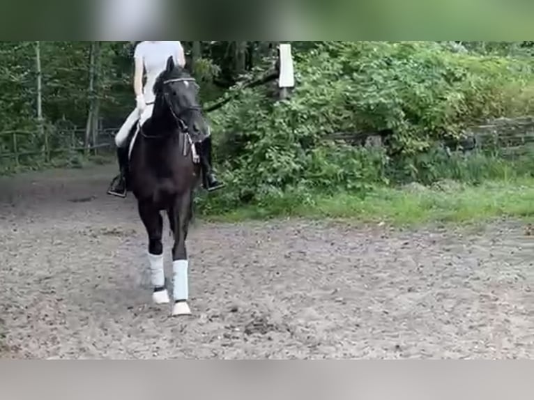 Warmblood danés Caballo castrado 9 años 167 cm Negro in Norderstedt
