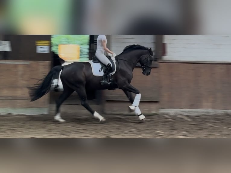 Warmblood danés Caballo castrado 9 años 167 cm Negro in Norderstedt