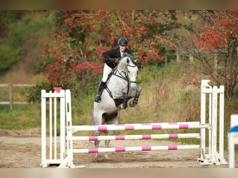 Warmblood danés Caballo castrado 9 años 172 cm Tordo in Støvring