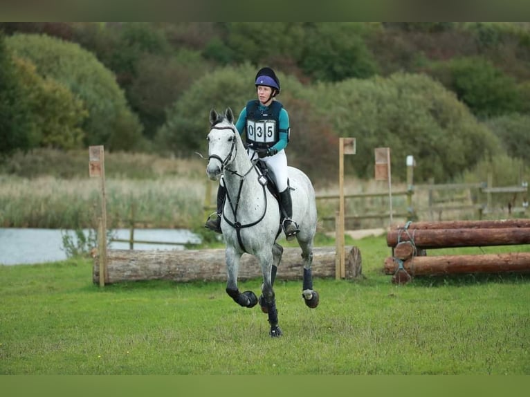 Warmblood danés Caballo castrado 9 años 172 cm Tordo in Støvring