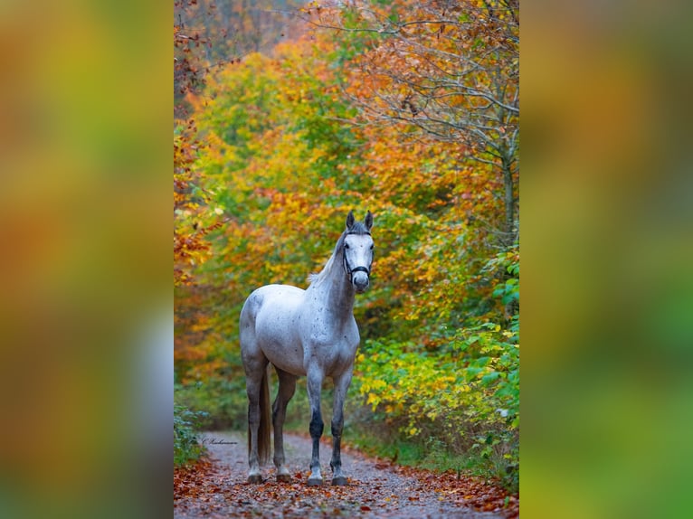 Warmblood danés Caballo castrado 9 años 172 cm Tordo in Støvring