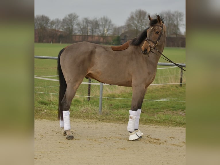 Warmblood danés Semental 11 años 175 cm Castaño in Geilenkirchen