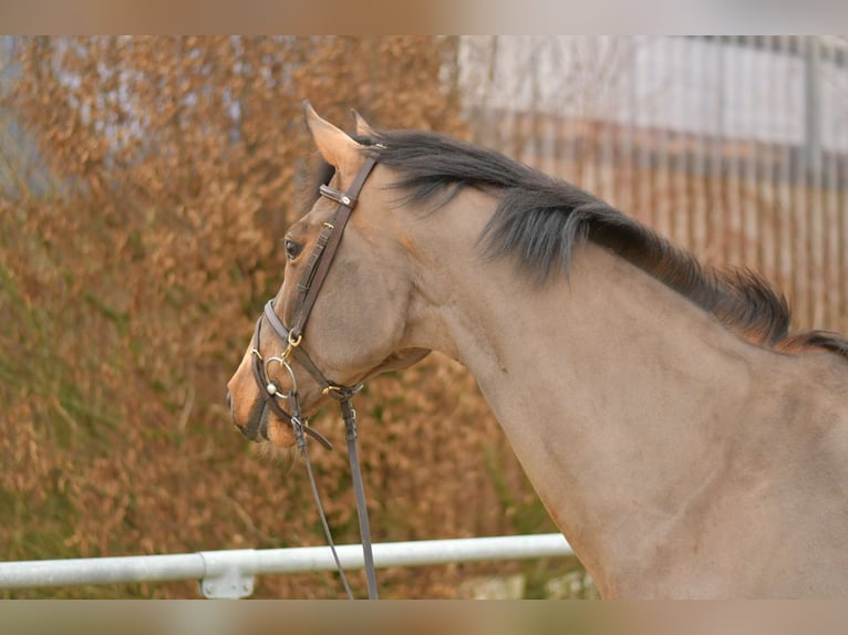 Warmblood danés Semental 11 años 175 cm Castaño in Geilenkirchen