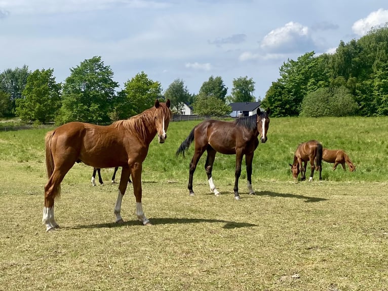 Warmblood danés Semental 1 año 170 cm Castaño in Græsted