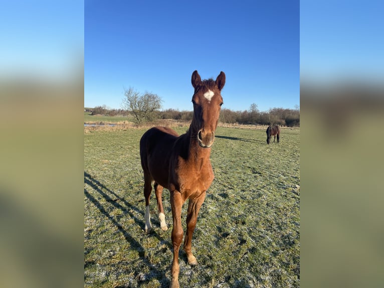 Warmblood danés Semental 1 año 172 cm Alazán in Aabenraa