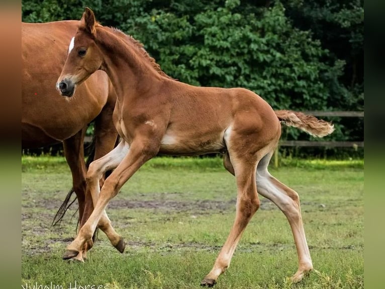 Warmblood danés Semental 1 año 175 cm Alazán-tostado in Vesthimmerland