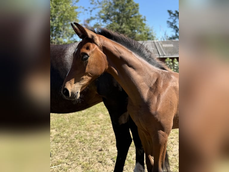 Warmblood danés Semental 1 año 175 cm Castaño in Brædstrup