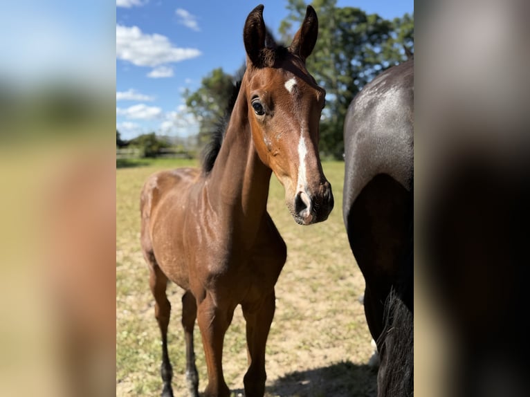 Warmblood danés Semental 1 año 175 cm Castaño in Brædstrup