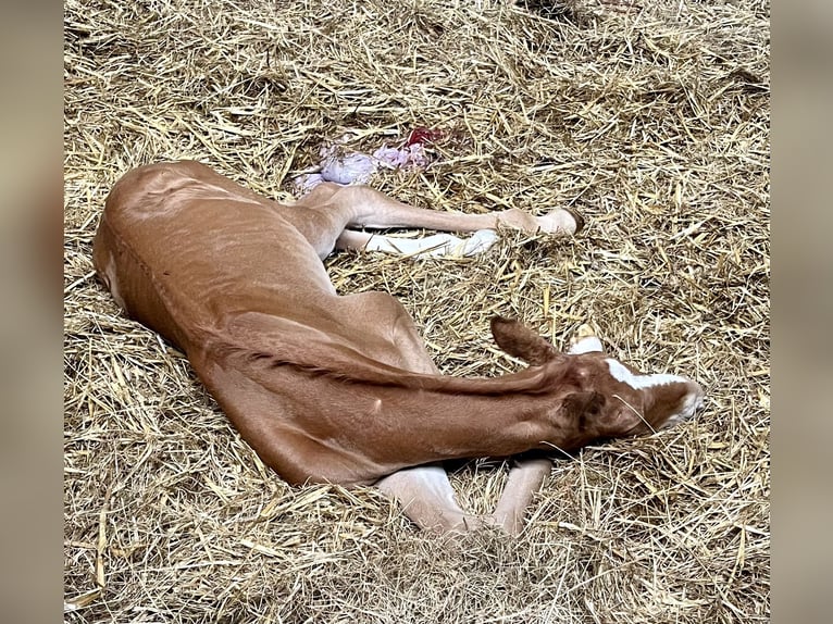 Warmblood danés Semental 1 año Alazán-tostado in Bredebro