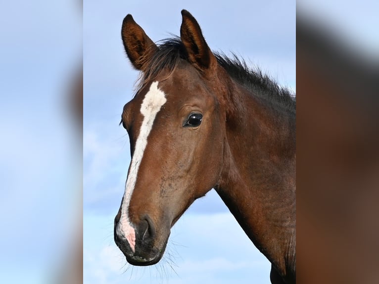 Warmblood danés Semental 1 año Castaño in Bredebro