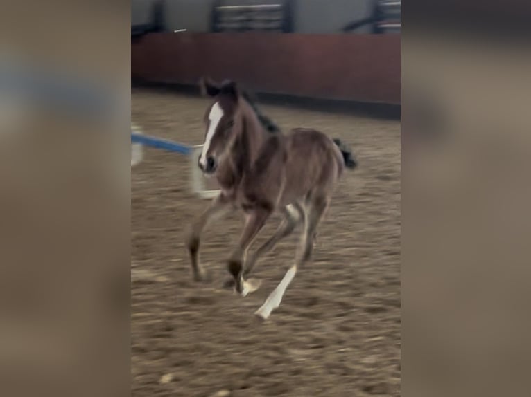 Warmblood danés Semental 1 año Castaño in Bredebro
