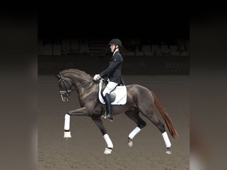 Warmblood danés Semental in Asperup