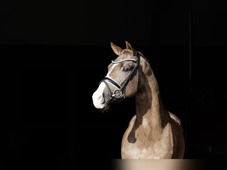 Warmblood danés Semental in Asperup