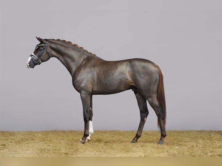 Warmblood danés Semental in Asperup