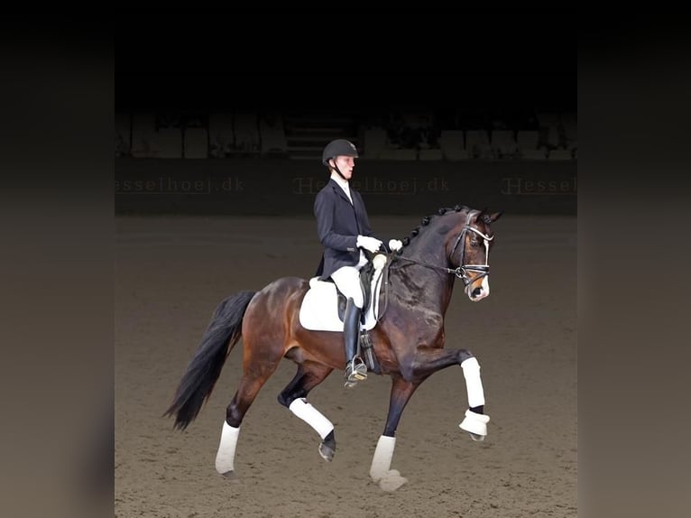 Warmblood danés Semental Castaño oscuro in Asperup