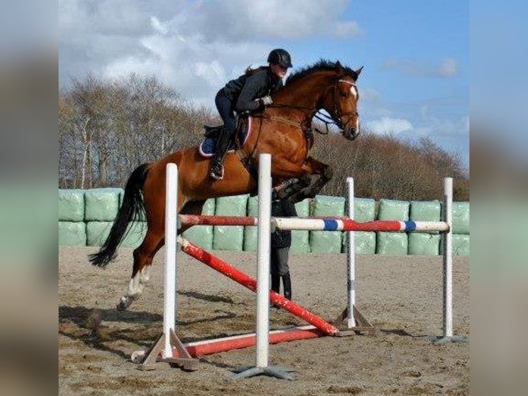 Warmblood danés Semental Potro (05/2026) 170 cm Castaño rojizo in Spjald