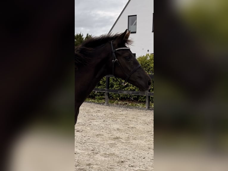 Warmblood danés Semental Potro (03/2026) 170 cm Negro in Børkop